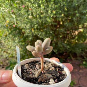 Pachyphytum Capitan Jessop