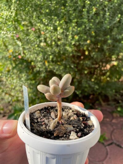 Pachyphytum Capitan Jessop