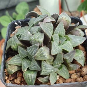 Haworthia pygmaea