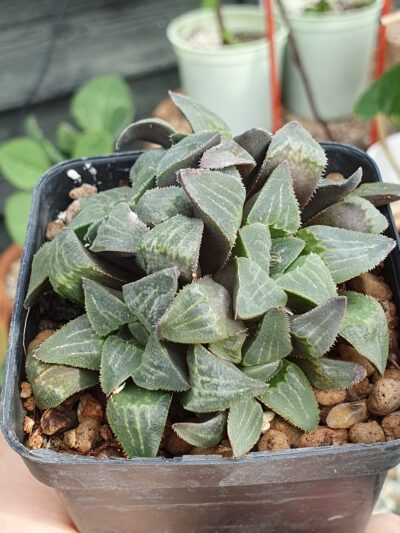 Haworthia pygmaea