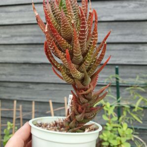 Haworthia reinwardtii