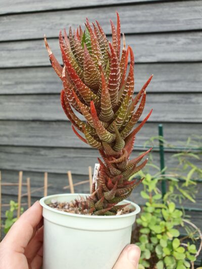 Haworthia reinwardtii