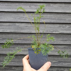Pelargonium myrrhifolium