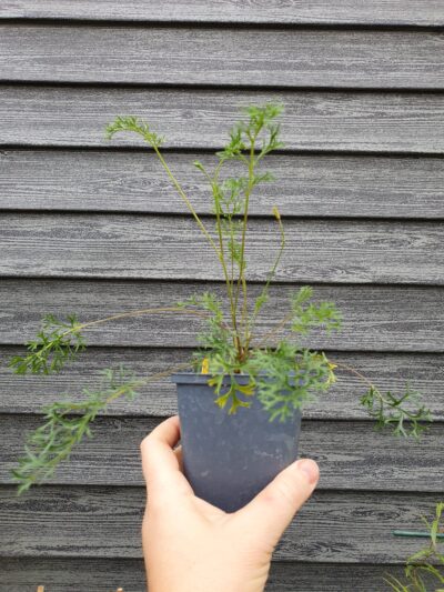 Pelargonium myrrhifolium