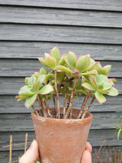 Aeonium kiwi - Зображення 2