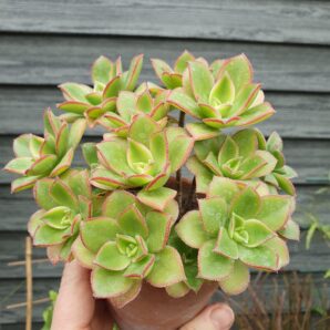 Aeonium kiwi