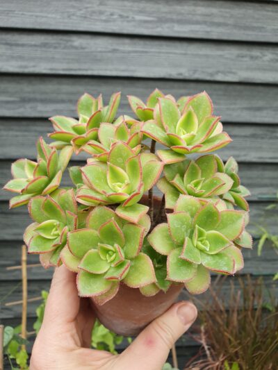 Aeonium kiwi