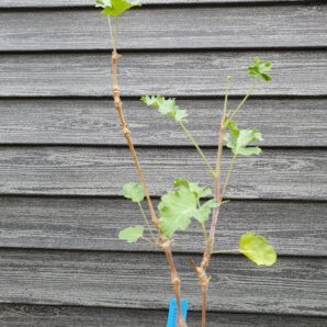 Pelargonium gibbosum