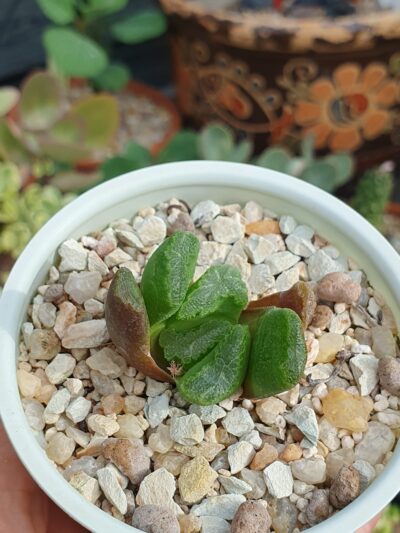 Haworthia maughanii hybrid