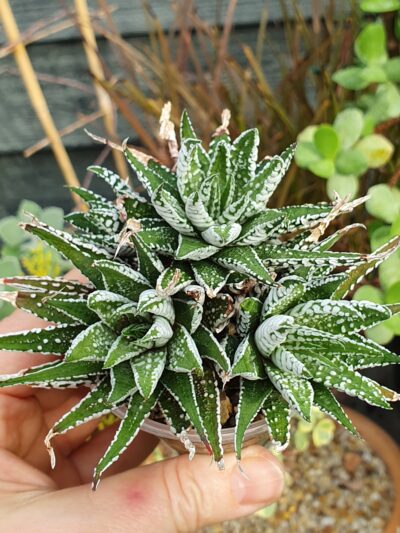 Haworthia fasciata cv.Alba