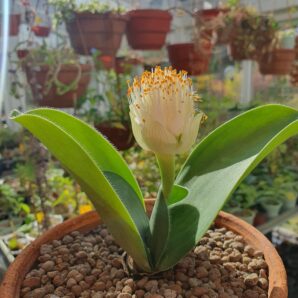 Haemanthus albiflos | 55
