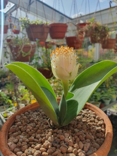 Haemanthus albiflos