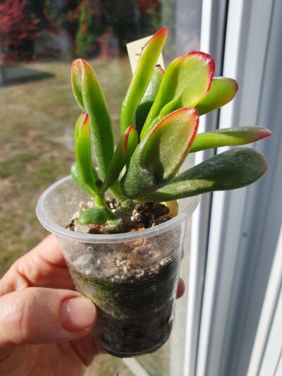 Crassula Red Horn Tree
