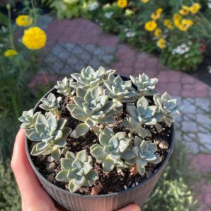 Echeveria sp