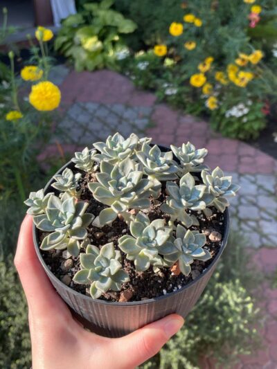 Echeveria sp