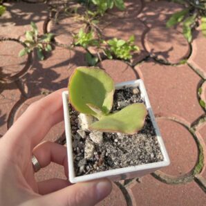 Kalanchoe synsepala