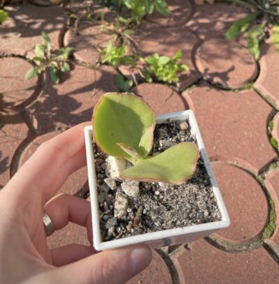 Kalanchoe synsepala