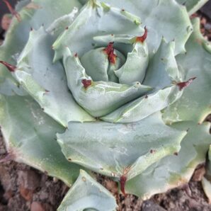 Agave potatorum mini clone