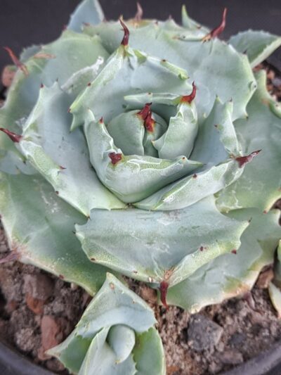 Agave potatorum mini clone