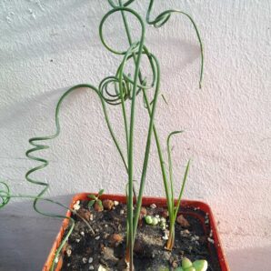 Albuca spiralis