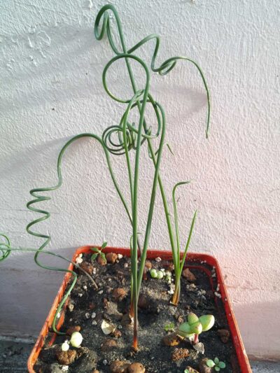 Albuca spiralis