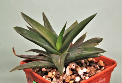 aloe-black-jem-1