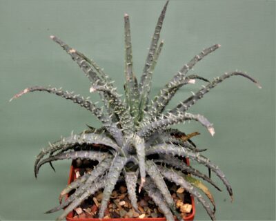 aloe-humilis
