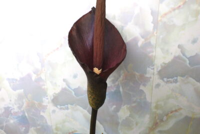 amorphophallus-konjac - Зображення 2