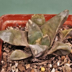 ariocarpus-retusus.-sabana-grante-zacatecas-1