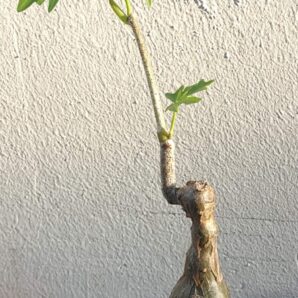 Cissus tuberosa | 23