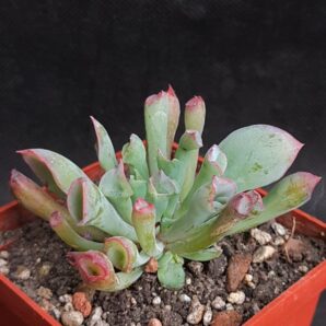 Echeveria Trumpet Pinky