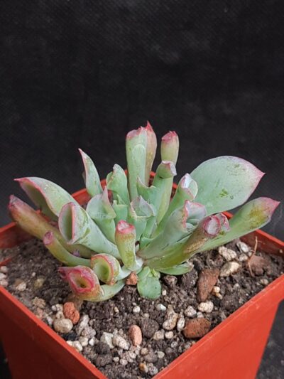 Echeveria Trumpet Pinky