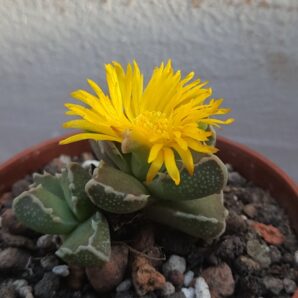 Faucaria albidens | 47