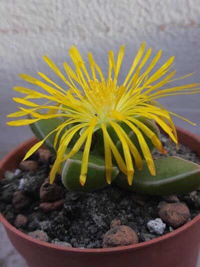 Faucaria bosscheana