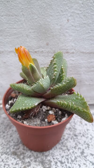 Faucaria tigrina
