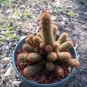 Mammillaria elongata