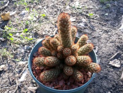 Mammillaria elongata