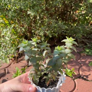 Crassula perforata