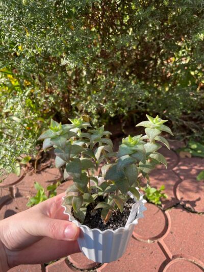 Crassula perforata