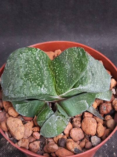 Gasteria armstrongii