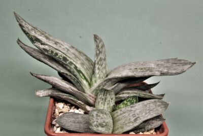 gasteria-disticha-grey-ghost-1
