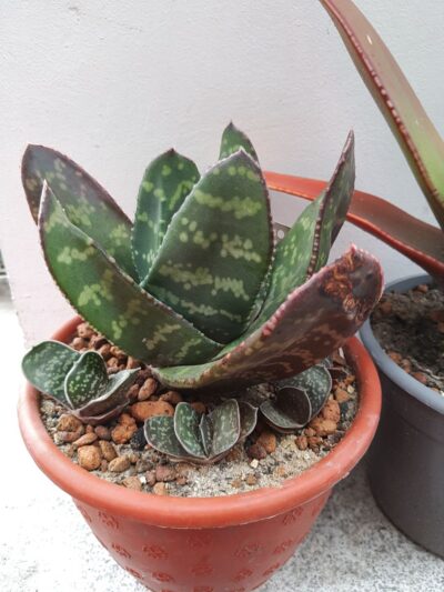 Gasteria excelsa