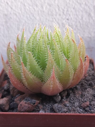 Haworthia translucens