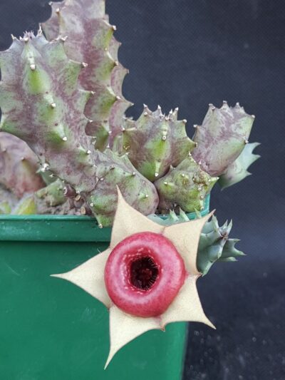 Huernia insigniflora