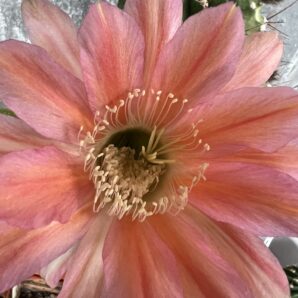 невкорінена діточка Echinopsis 344 Pisco , d = 2 см | 31