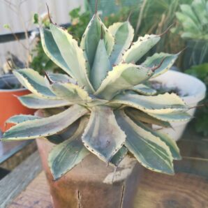 Agave potatorum Kichiokan kan var.