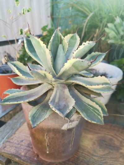 Agave potatorum Kichiokan kan var.