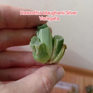 Haworthia Maughanii Silver Variegata