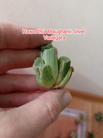 Haworthia Maughanii Silver Variegata