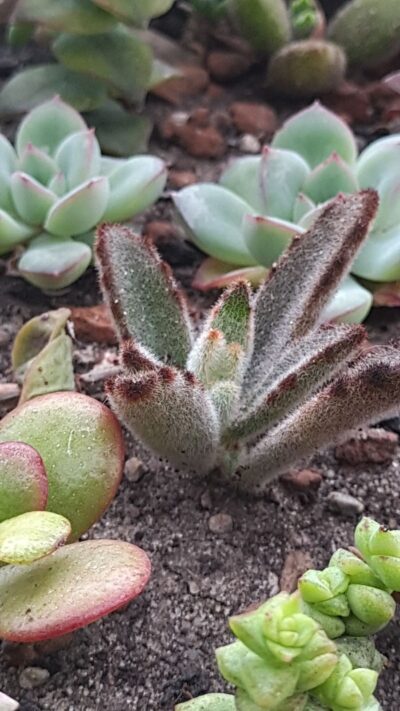 Kalanchoe tomentosa